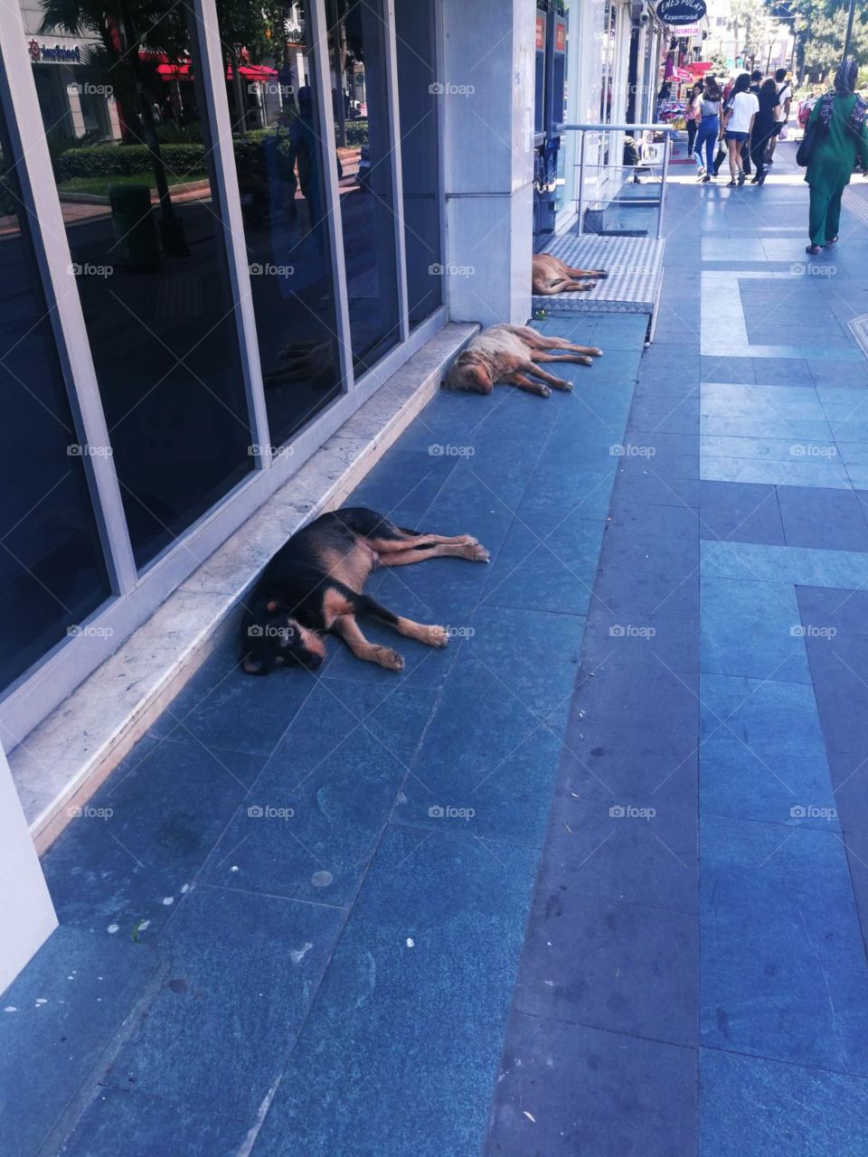 3 wild dogs lying and sleeping in front of the building in the city center. With people walking past.