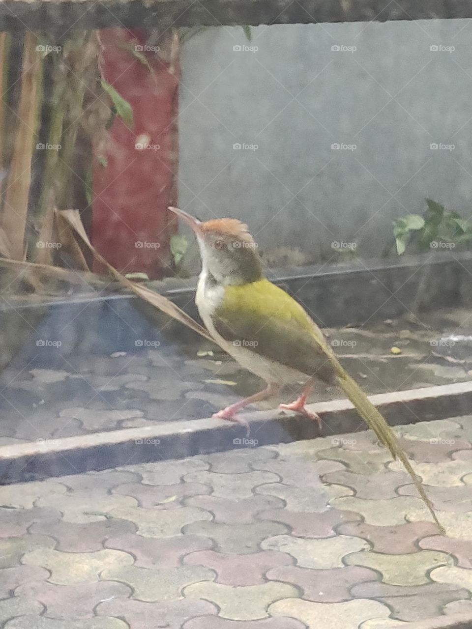 Cute little bird, generally called as Tailor Bird, visible in western part of India.