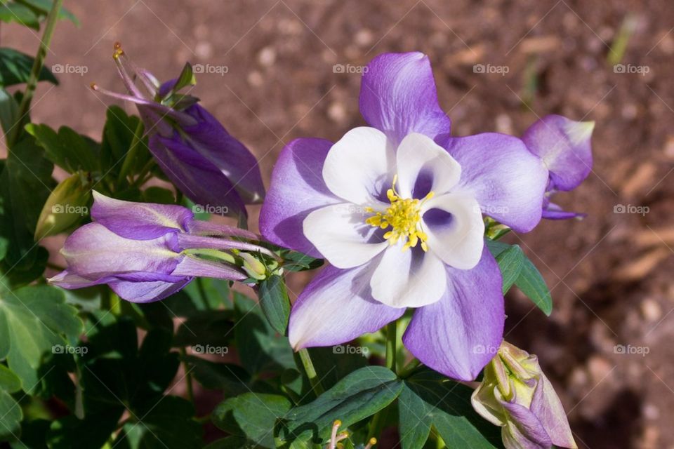 Columbine