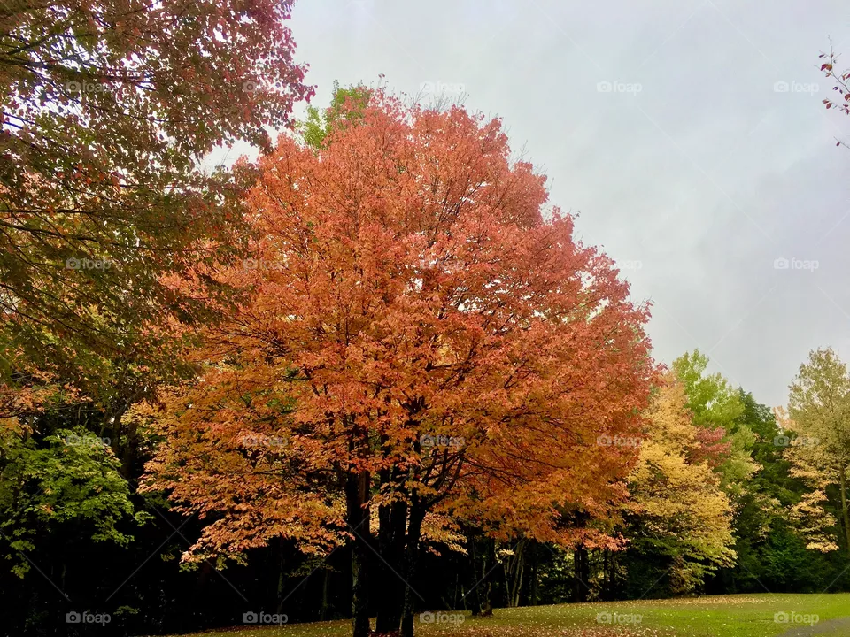 Autumn 