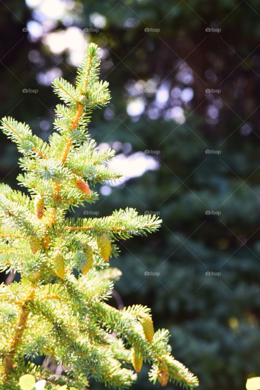 Pine tree branch