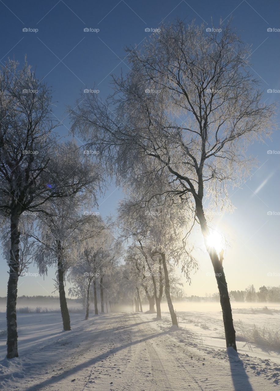Winterway 