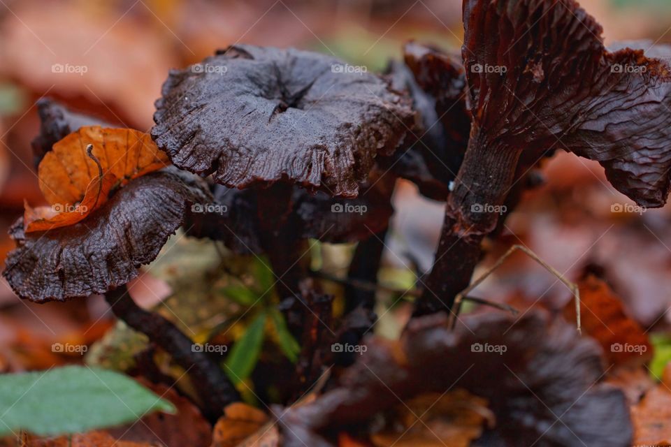 Black Mushrooms