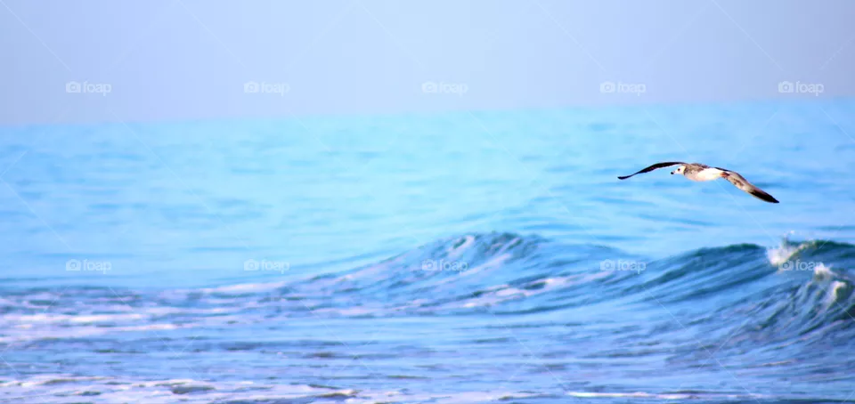Ocean