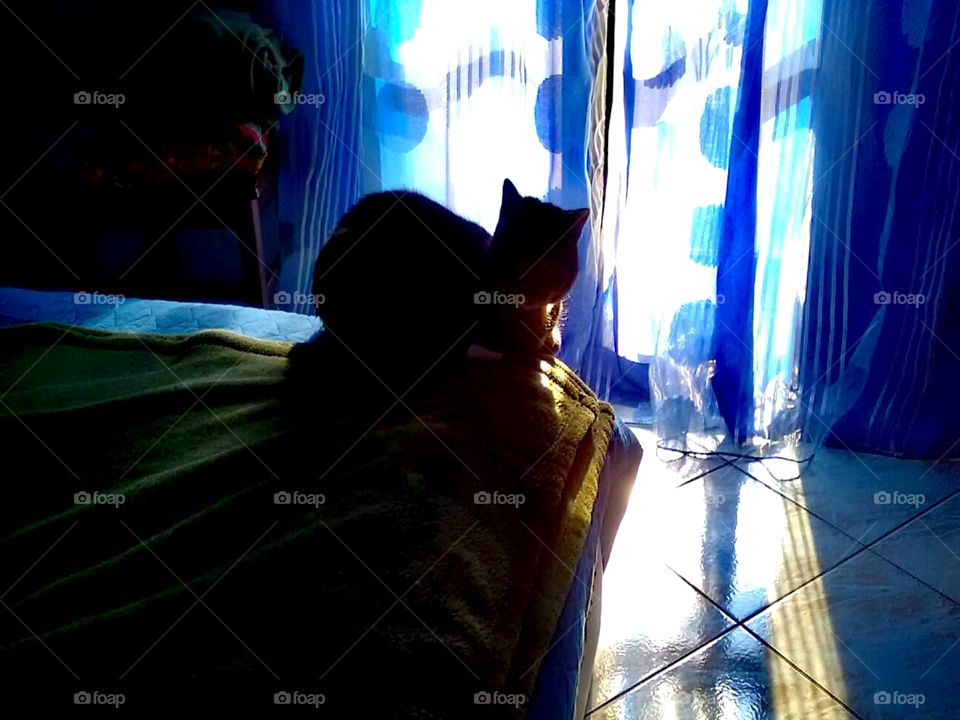 Silhouette of a cat sitting on the bed, enjoying the first beams of light of the day