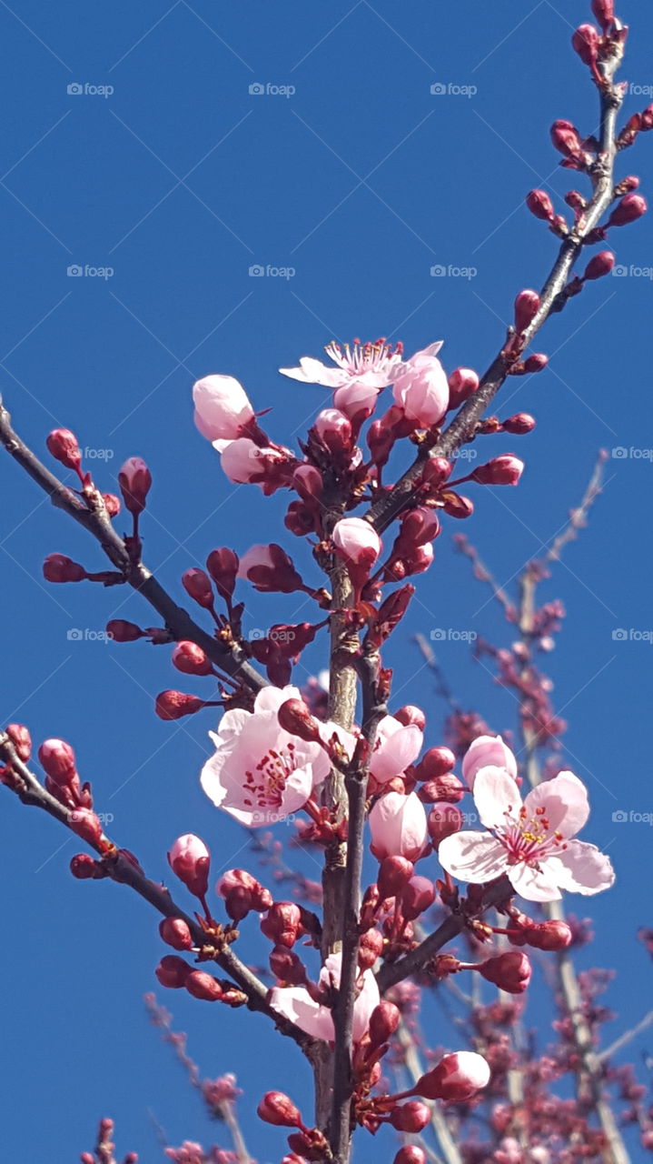 plumb blossoms