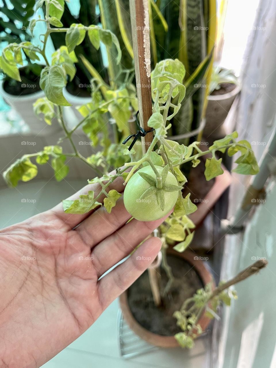 Tomato on a home plant 