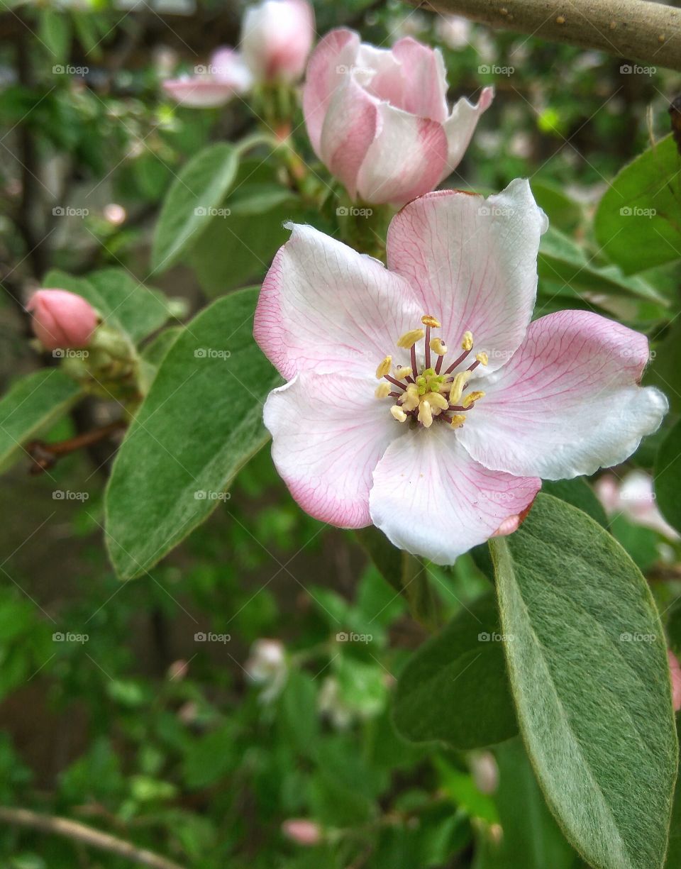 Apple flower