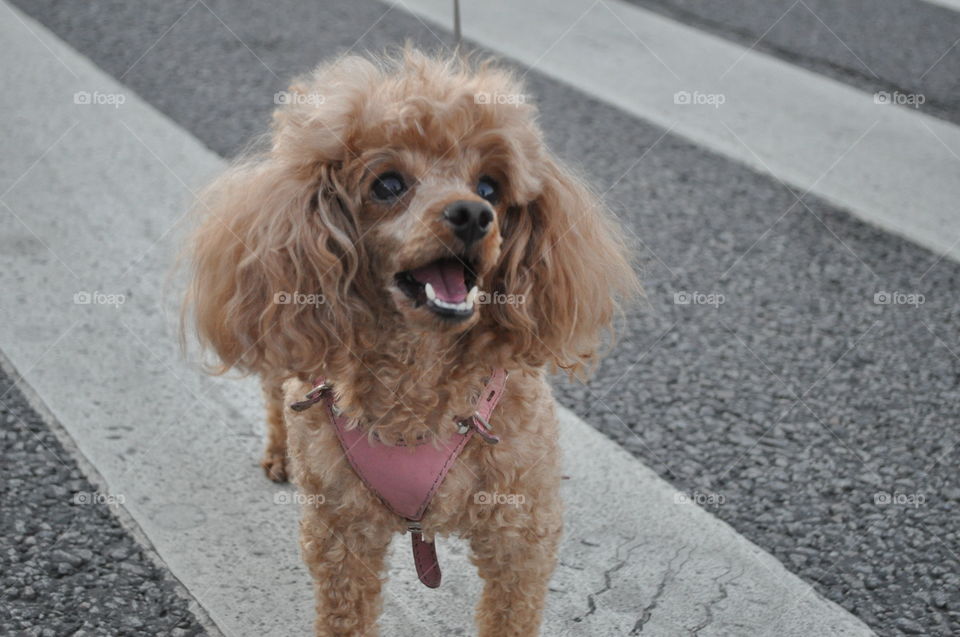 Cute poodle