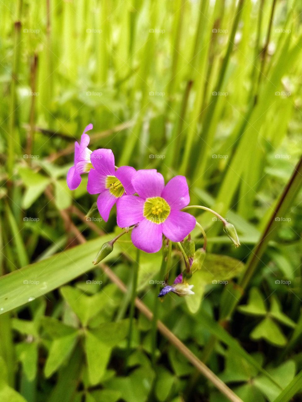 flowers photo