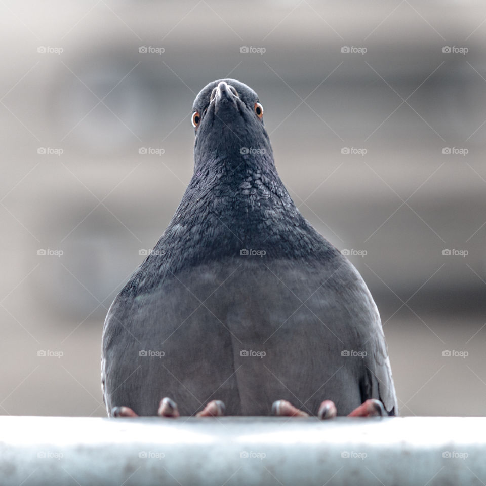 Pigeon