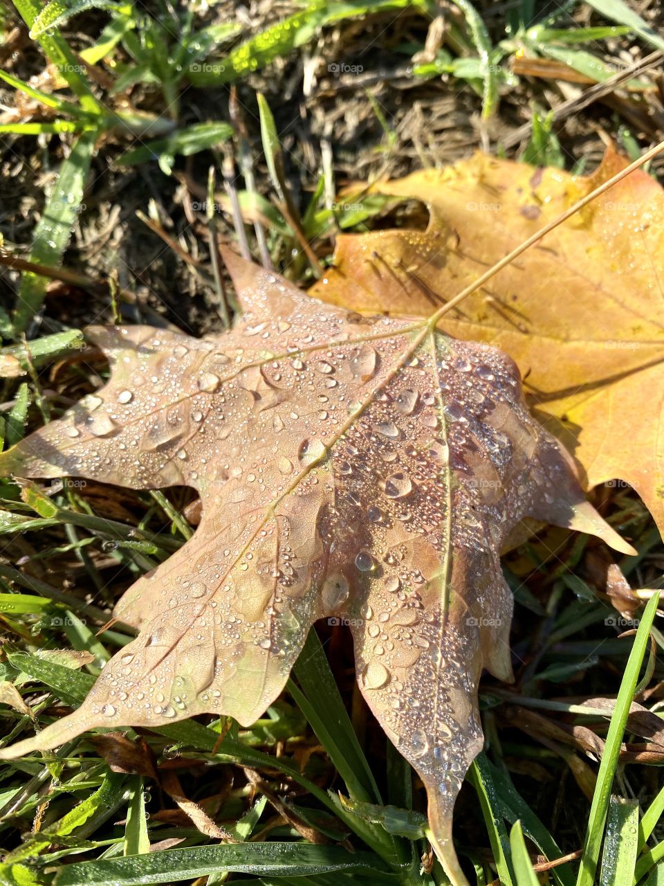 Morning dew on a fallen autumn leaf