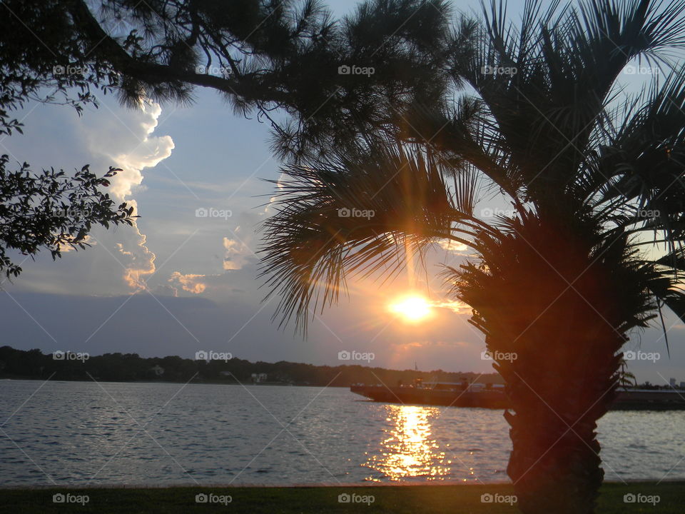 Brightly shine. A silhouette of a palm tree with golden sun rays