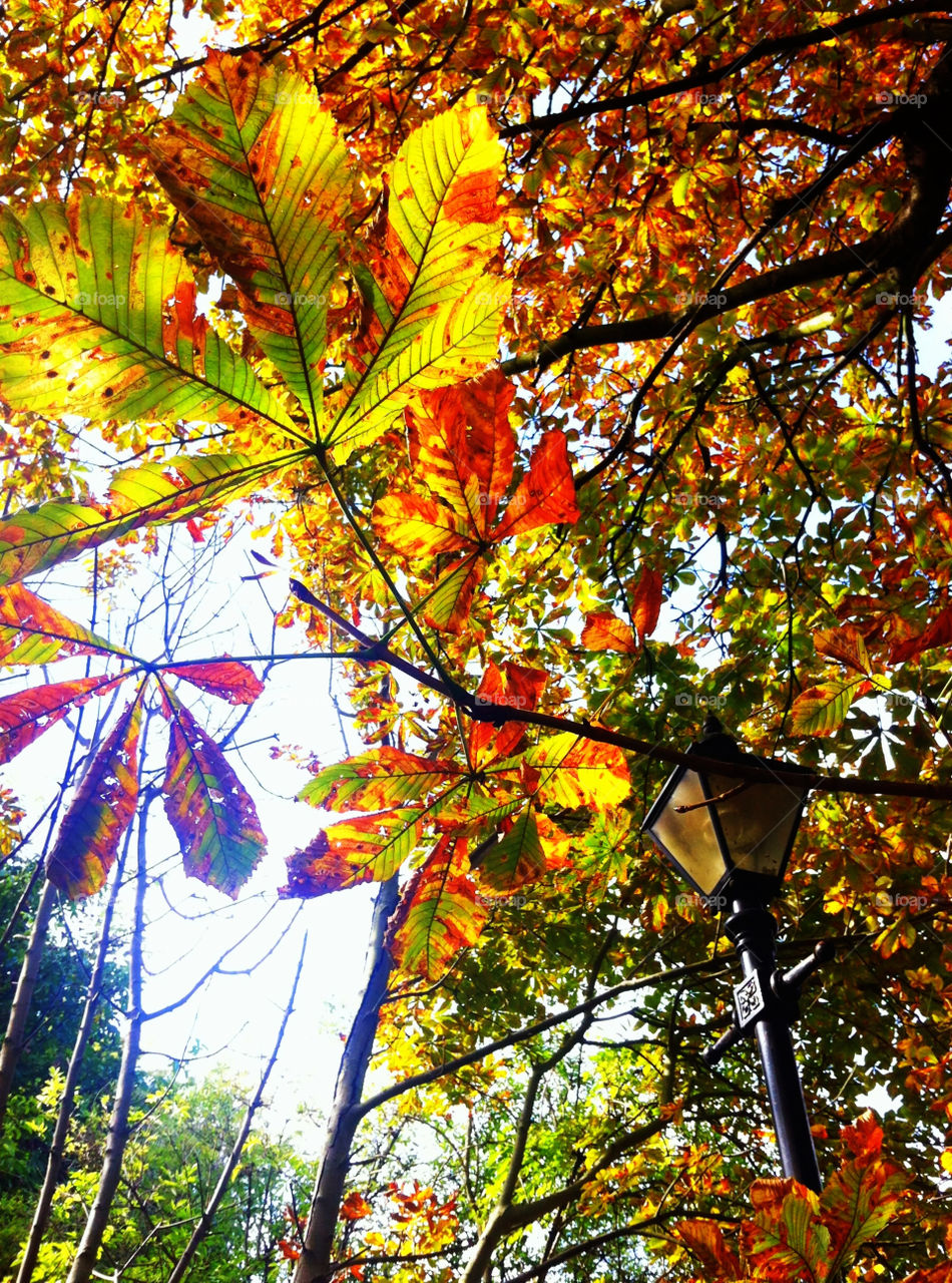 green red tree leaves by lateproject