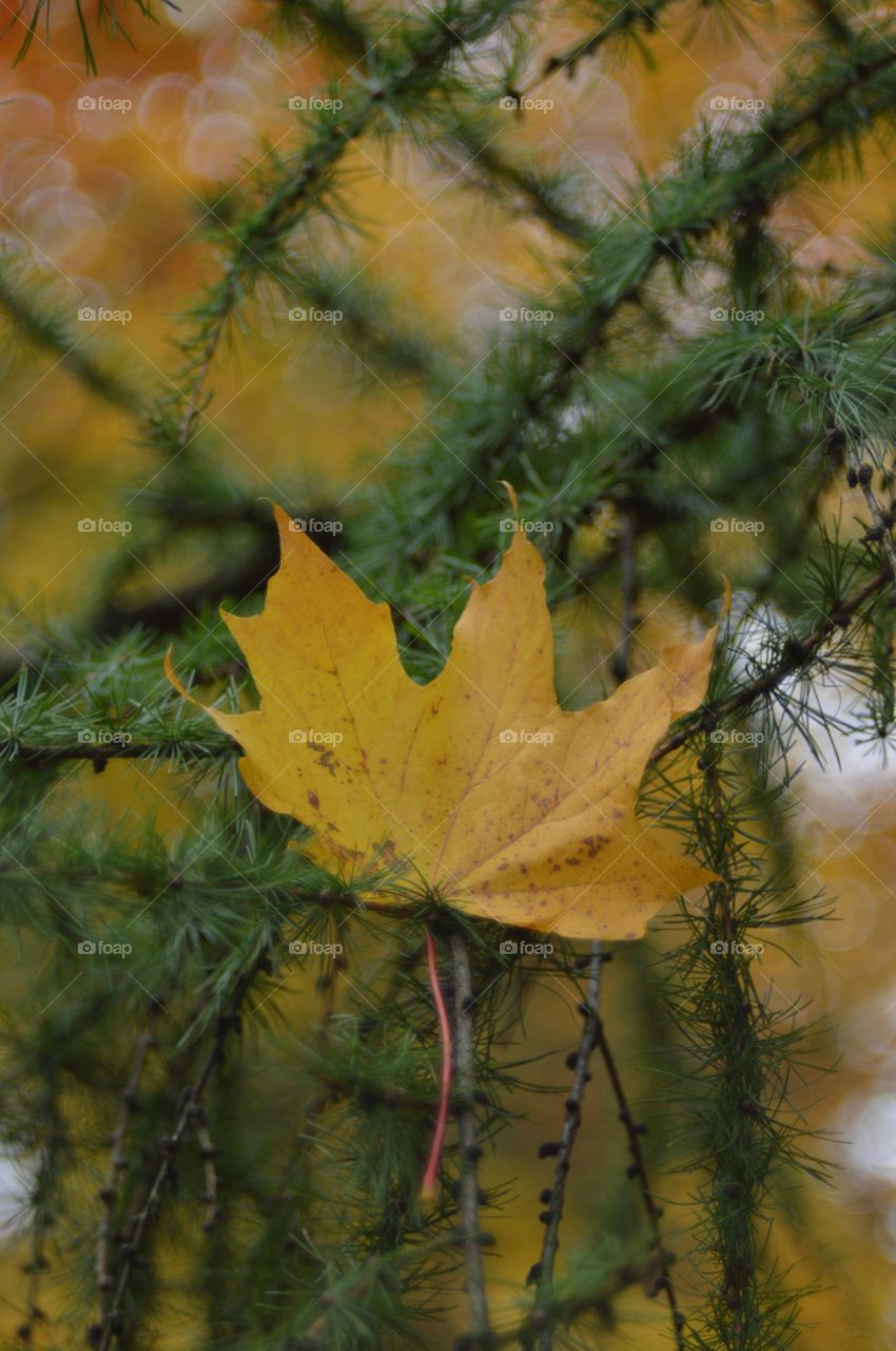 Autumn leaves