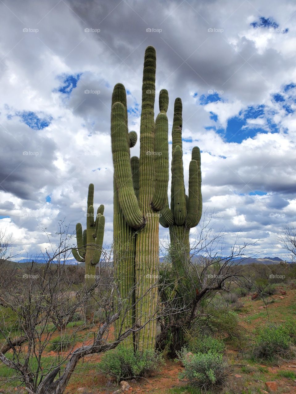A band of tall Saguaro cactus stretch into the Arizona sky