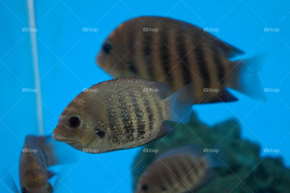 aquarium fish