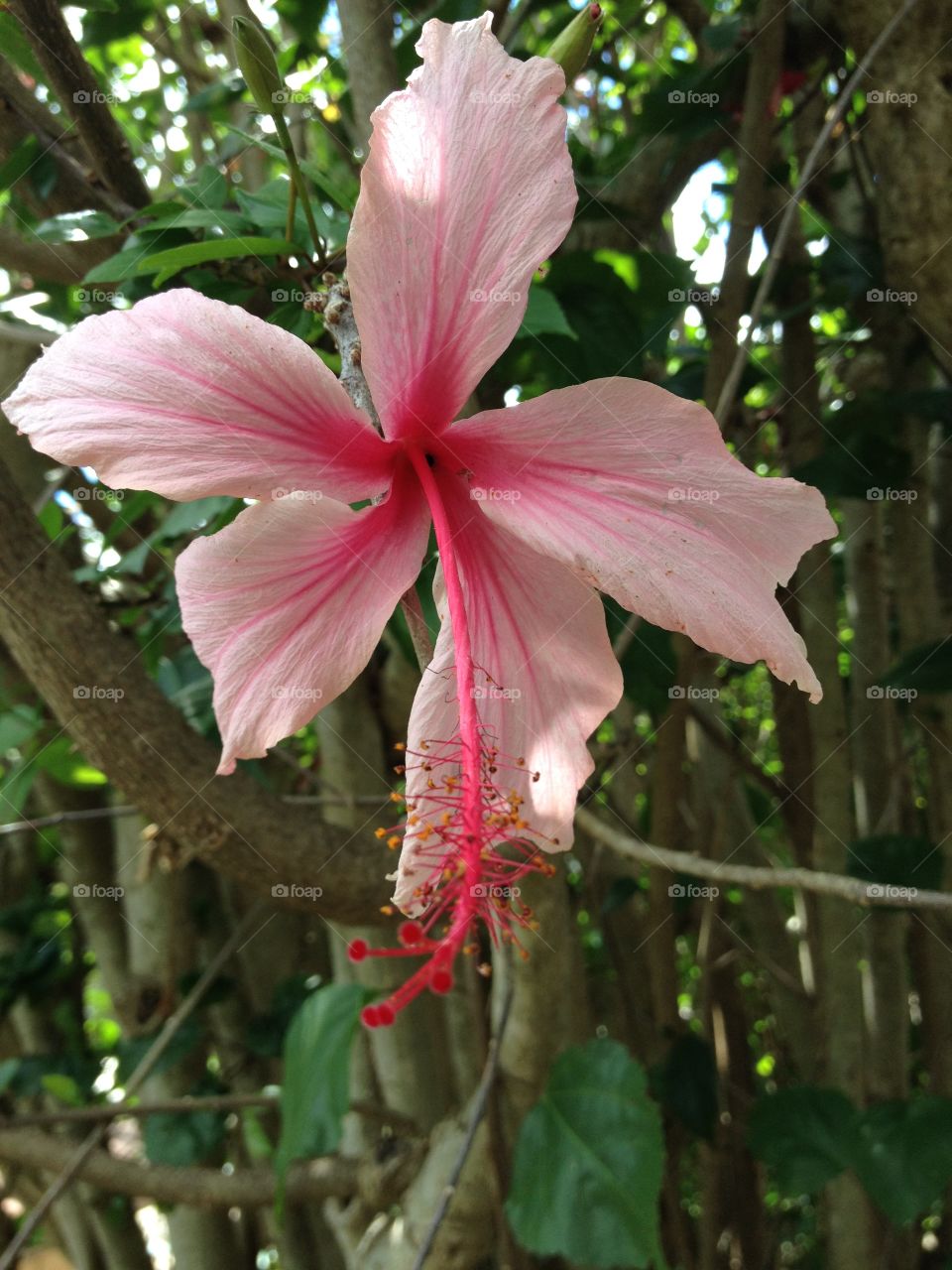 Pink Hibiscus