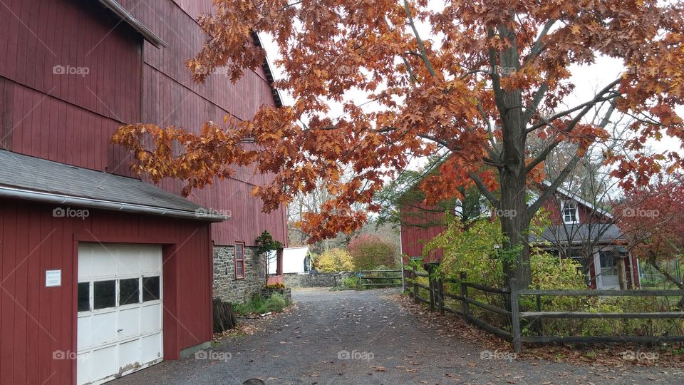 House, Tree, Fall, Architecture, Wood