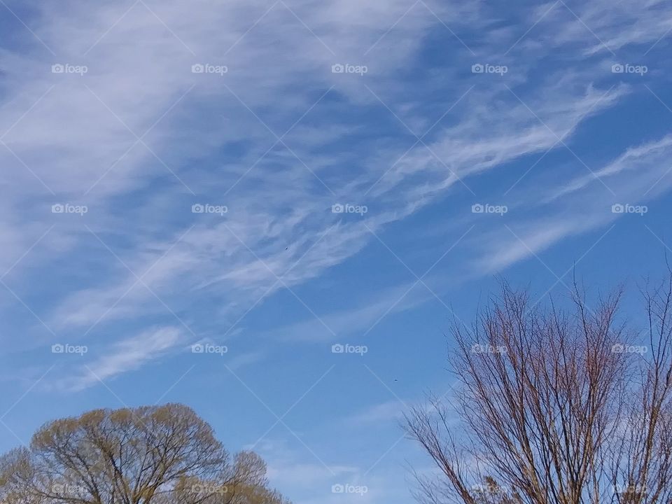 high clouds above treetops