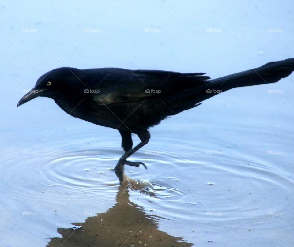 Grackle Wading in Water