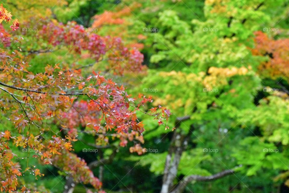 Fall foliage