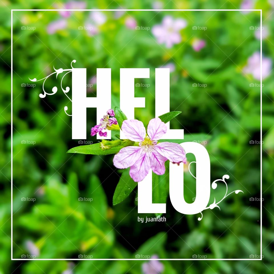 Hello, flower!