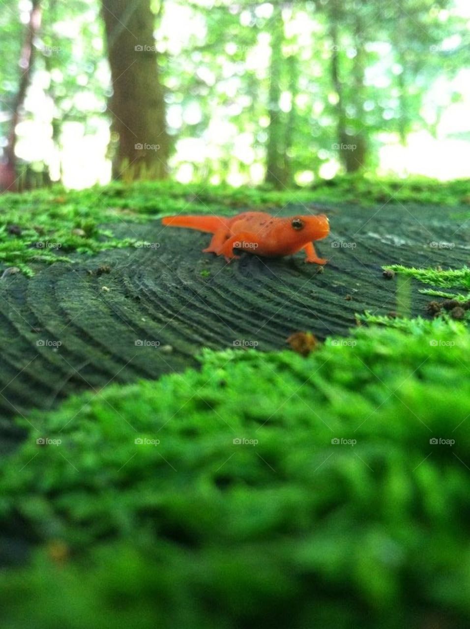 Red Eft in green moss