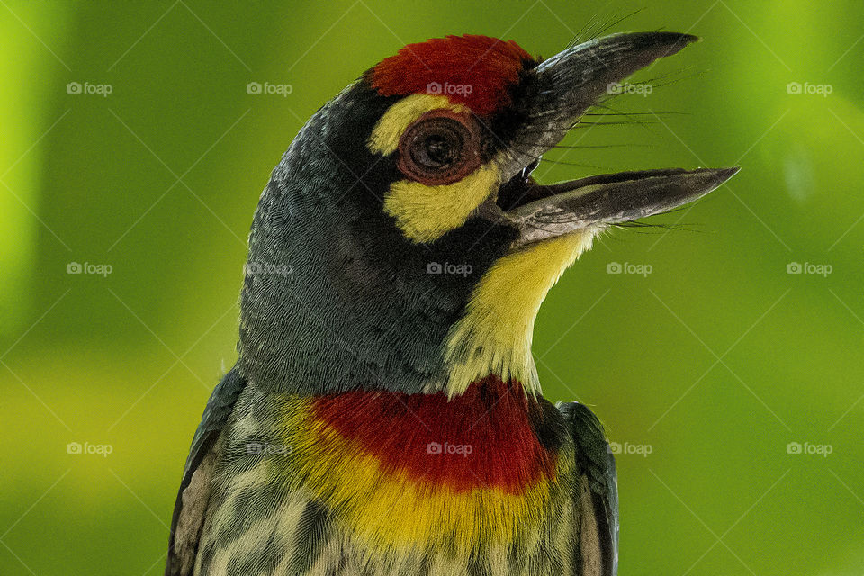 Bird ID - Coppersmith Barbet 
