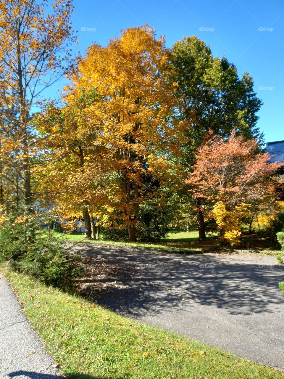 Autumn Colors by the Roadside