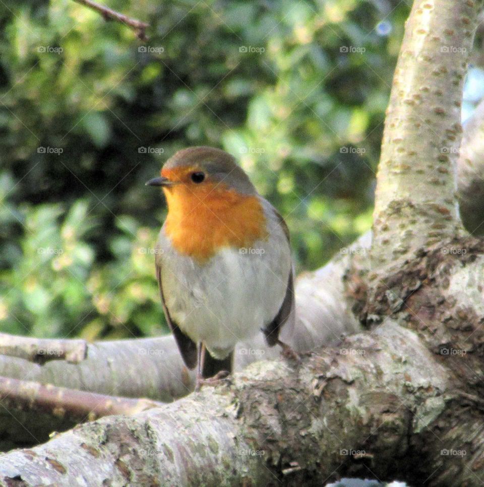 Robin with autumn sunlight on him