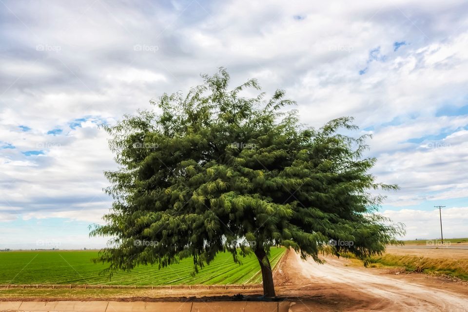 Beautiful Tree in the desert