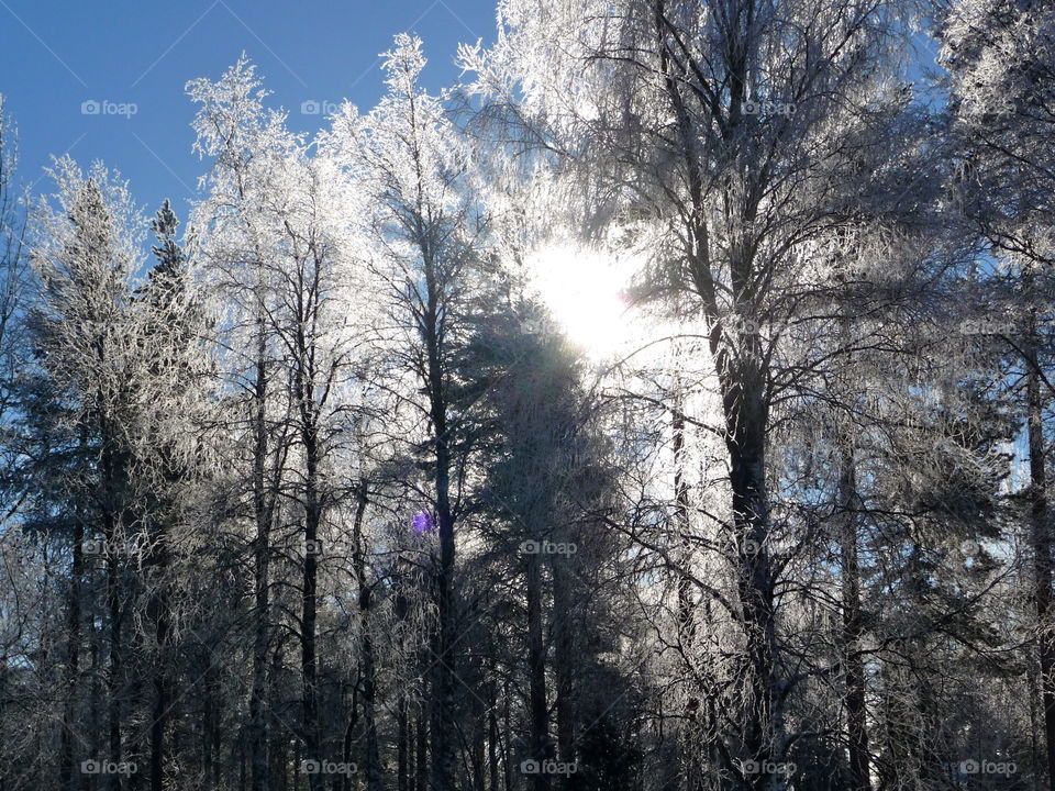 Forest on a sunny day