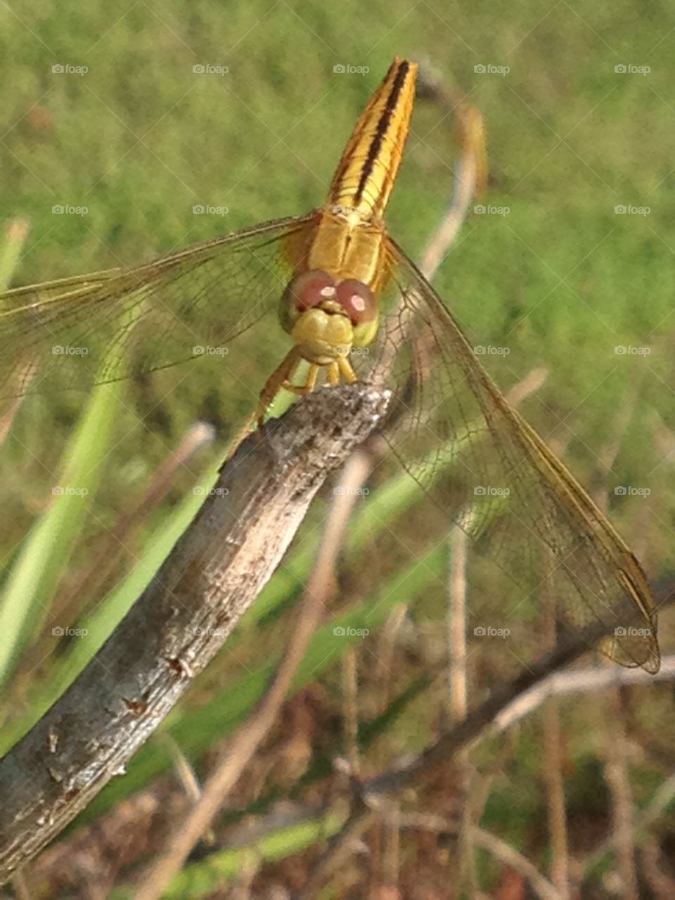 Dragonfly silly face 