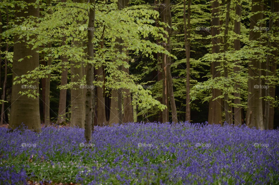 Mystical purple, Hallerbos, Belgium