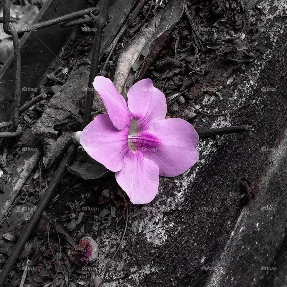 Beautiful Flower, Natural Picture #Foap #Foap Market
