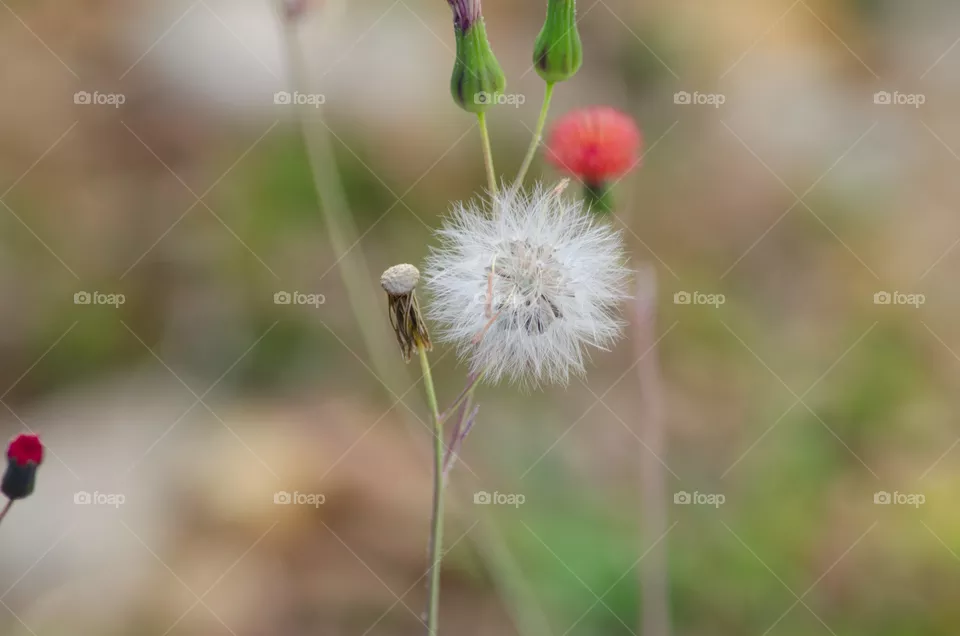 Dandelion Seeds
