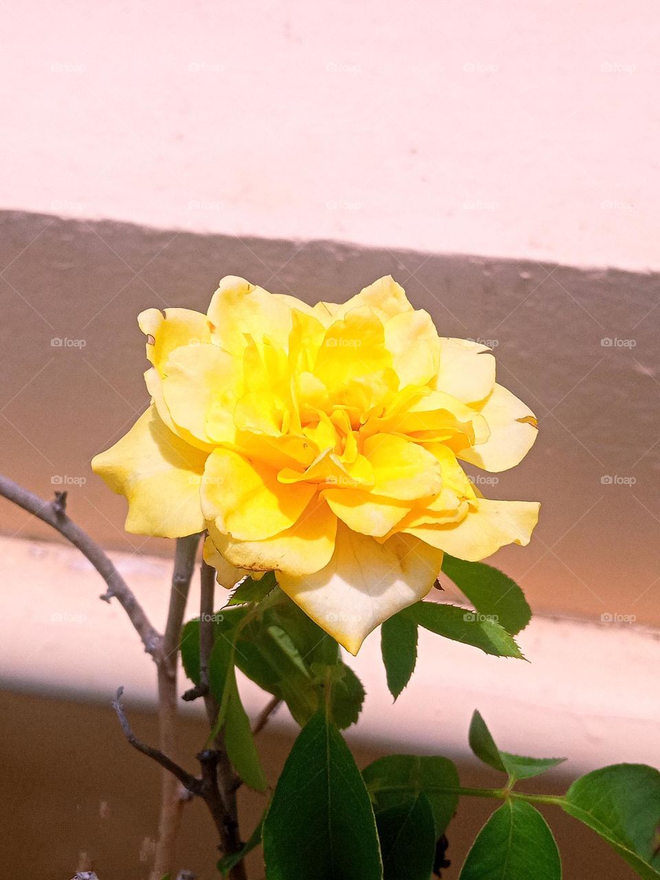 beautiful 🟡yellow rose 🌹flower 🌺🌻🌹🌷