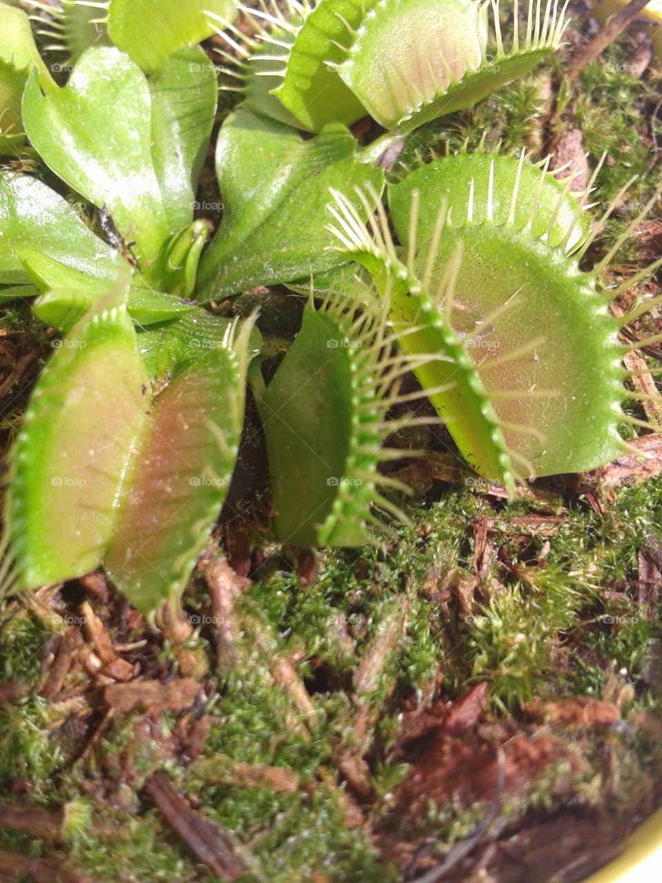 Dioneia muscipula or Venus flytrap