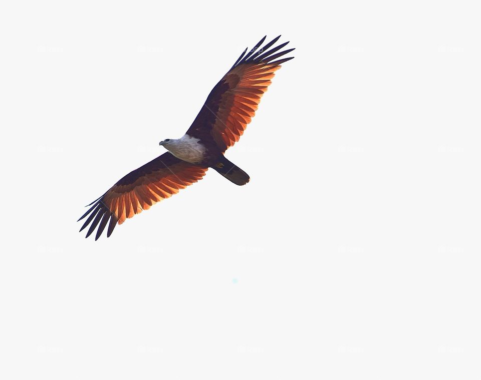 Goan hawk Eagle soaring high in the sky with full wingspan on display