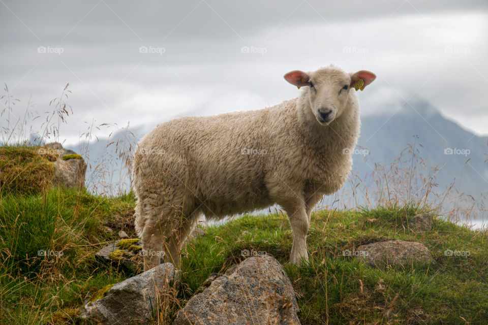 Lofoten islands sheep