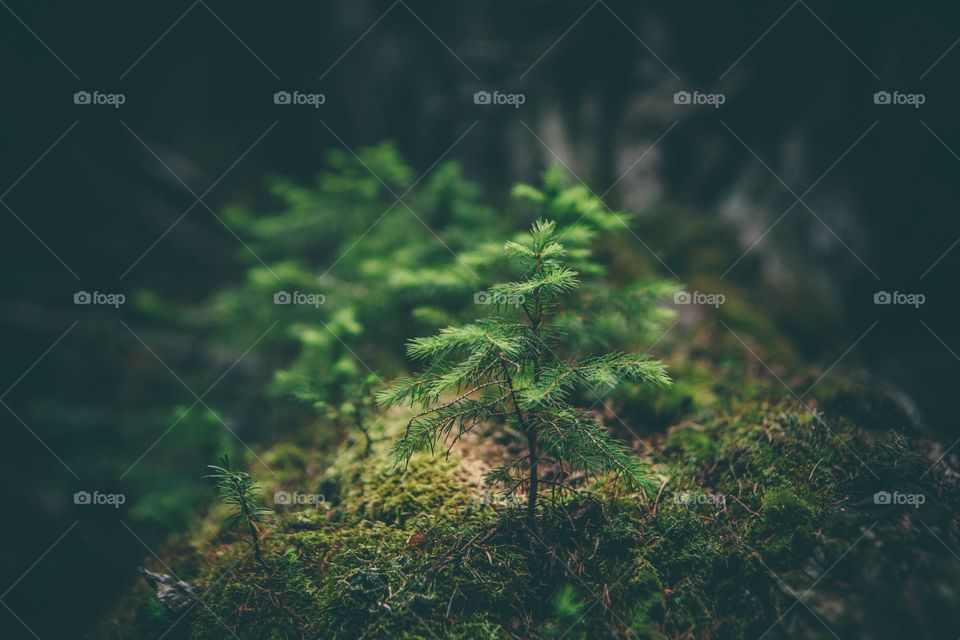 A close-up of a lush green conifer sapling growing on moss