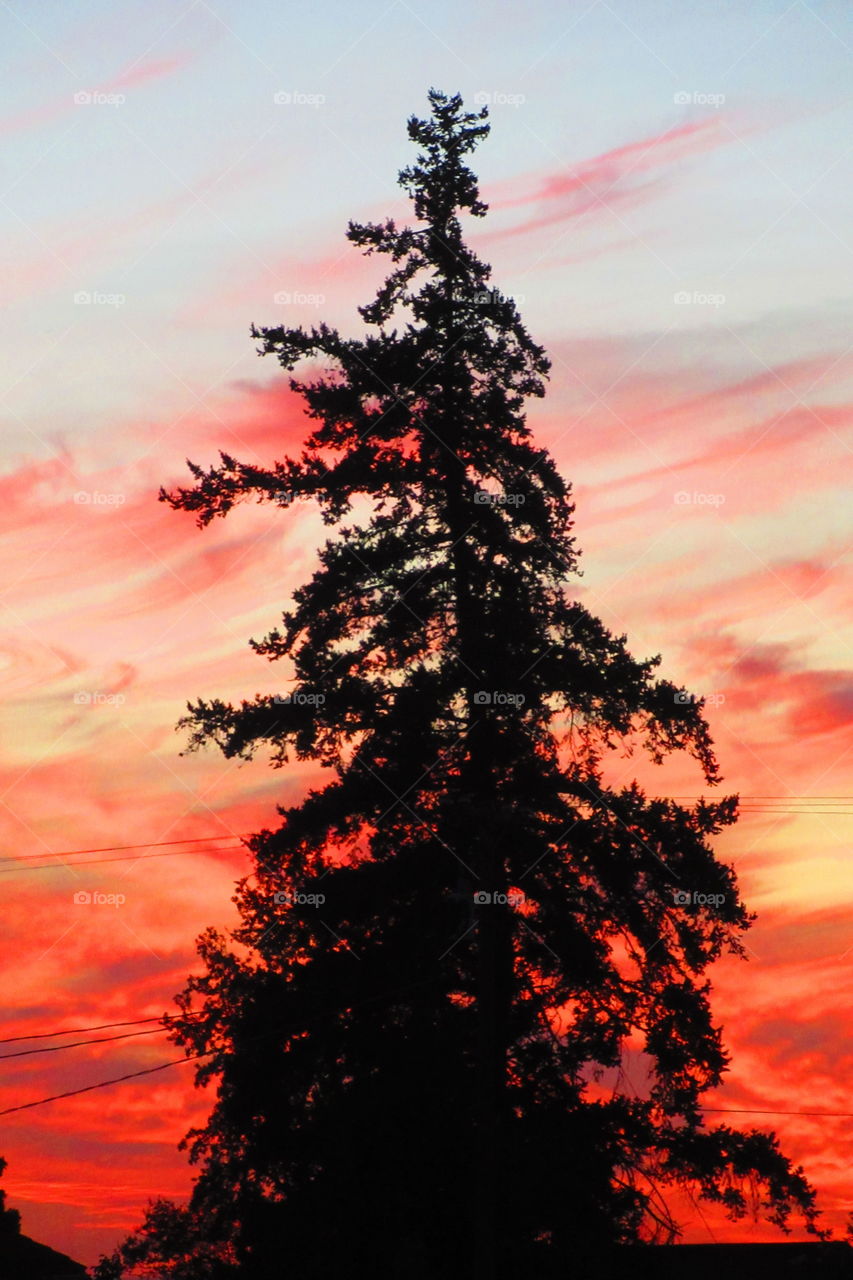 Tree with sunset