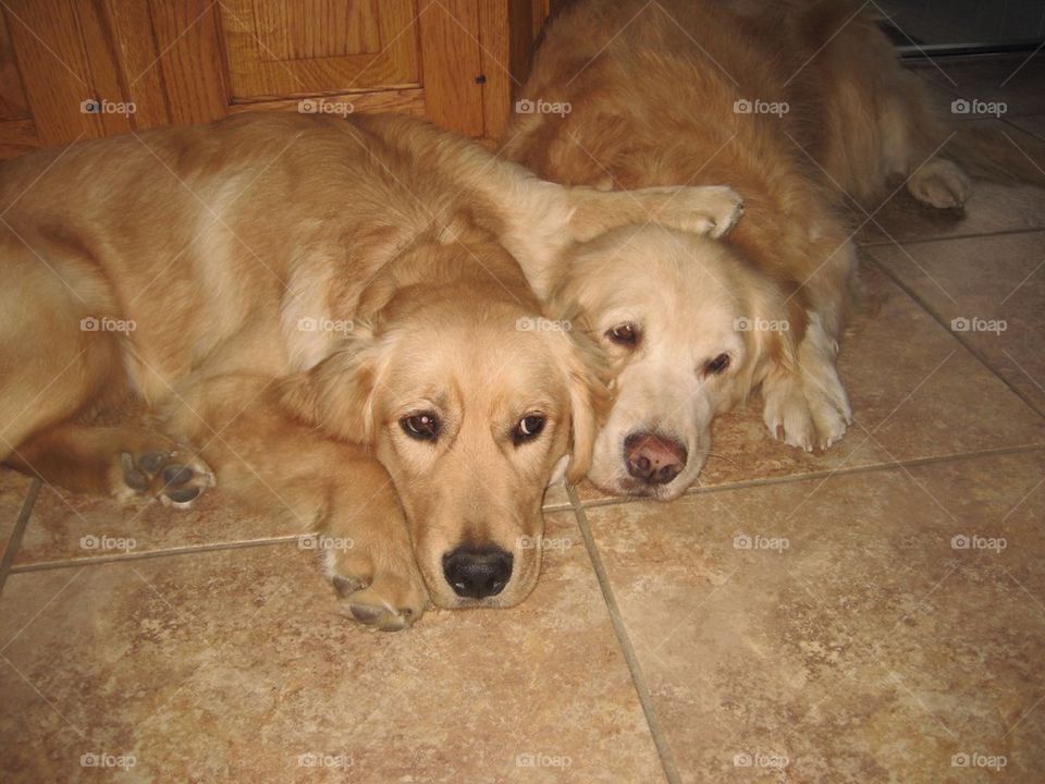 Golden Retriever Buddies