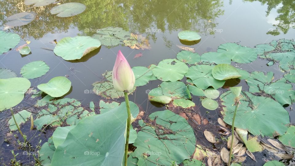Pool, Lotus, Leaf, Lily, Water