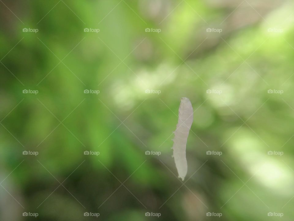 White caterpillar hanging.