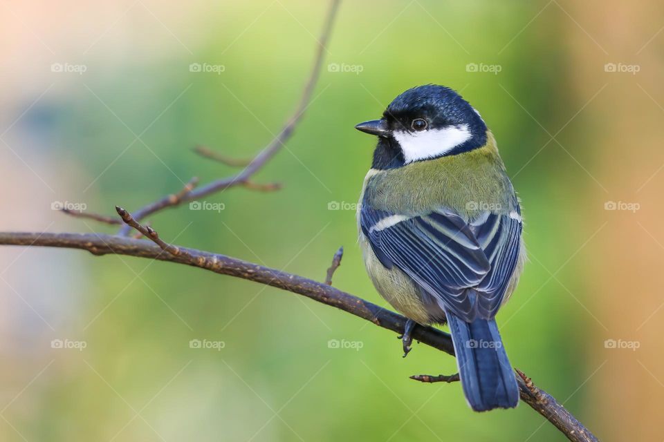 Great tit on a branch portrait