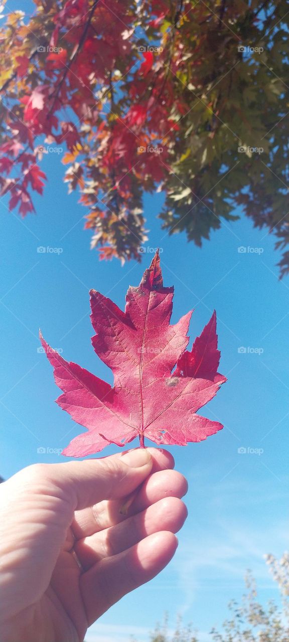 Red Maple Leaf in Autumn