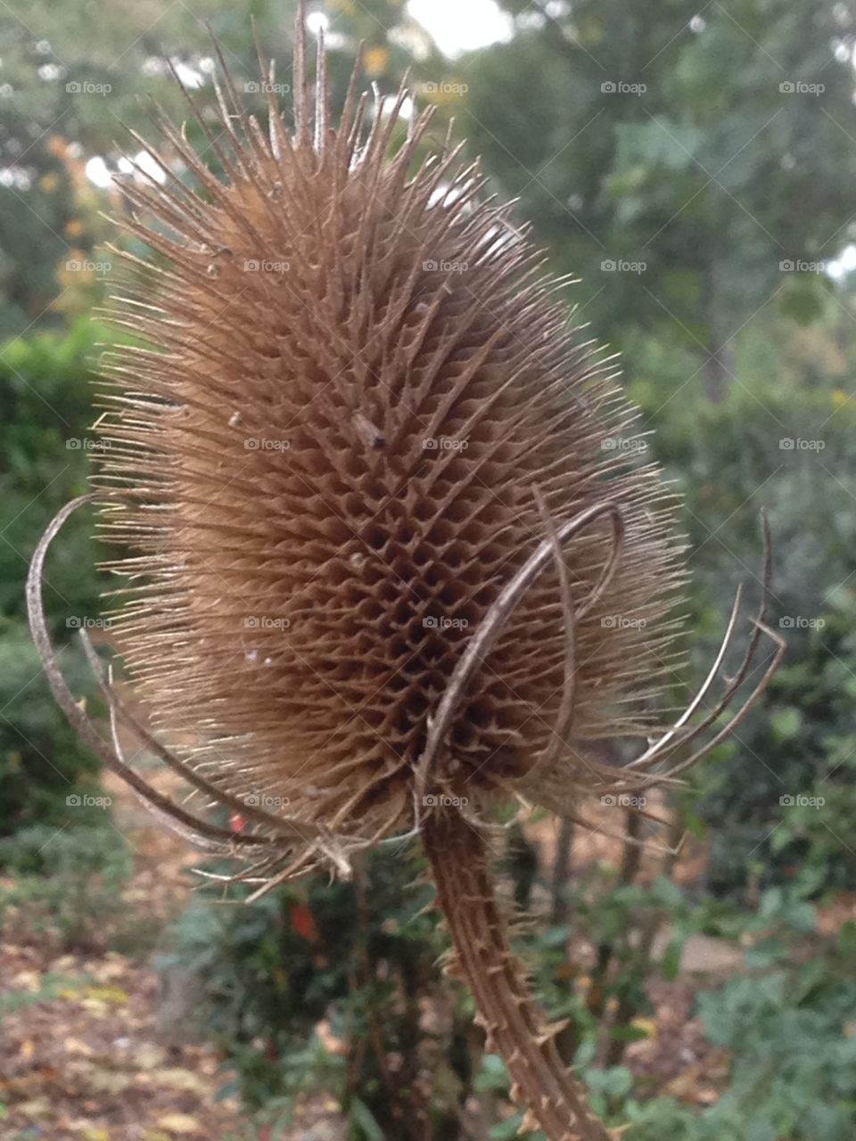 Teasel