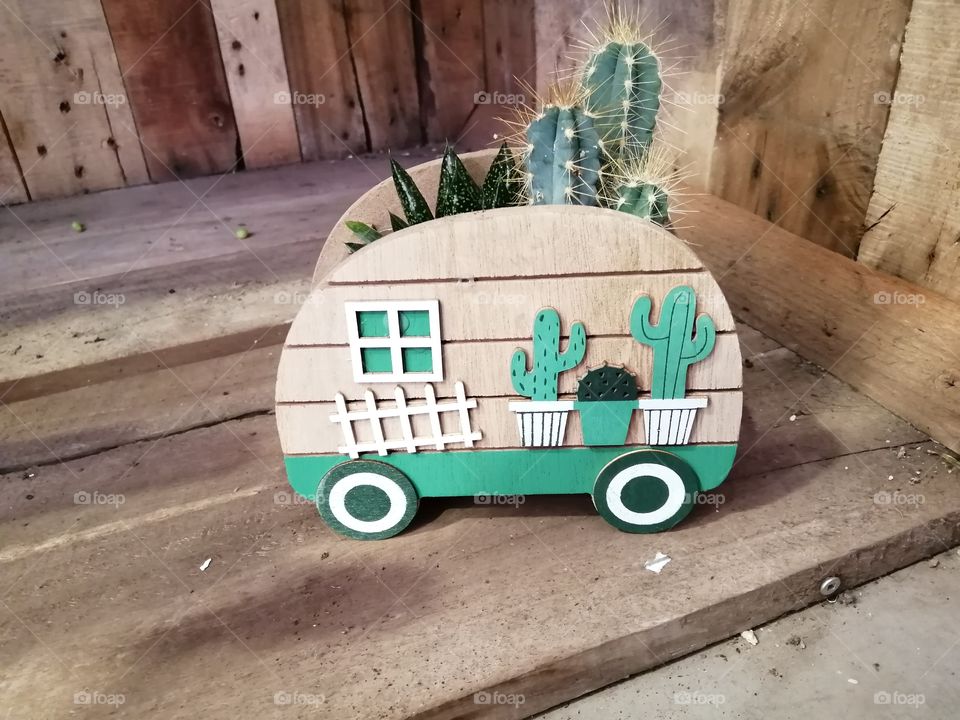 Cactus ambulant